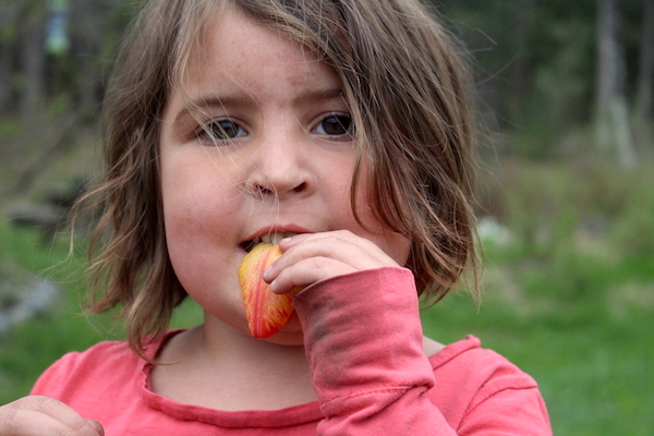 Child eating edible tulip flowers