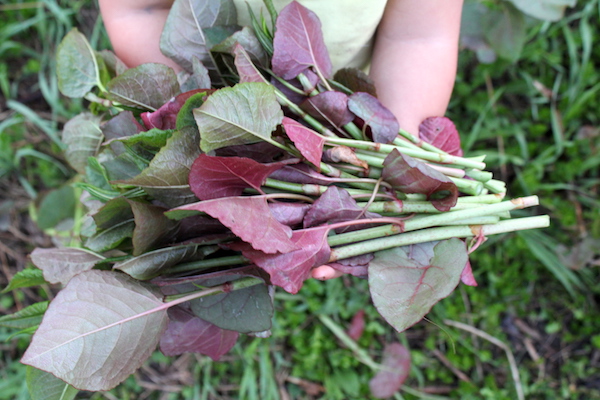 Wild foraged knotweed for a cocktail