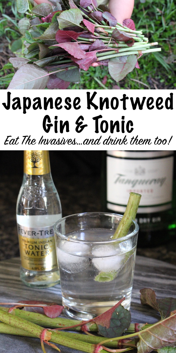 Japanese knotweed gin and tonic is a great way to drink the invasives. Knotweed is edible, and tastes quite a bit like rhubarb. It infuses into gin to create a unique wildcrafted cocktail. No need to spray the invasives, just eat them!