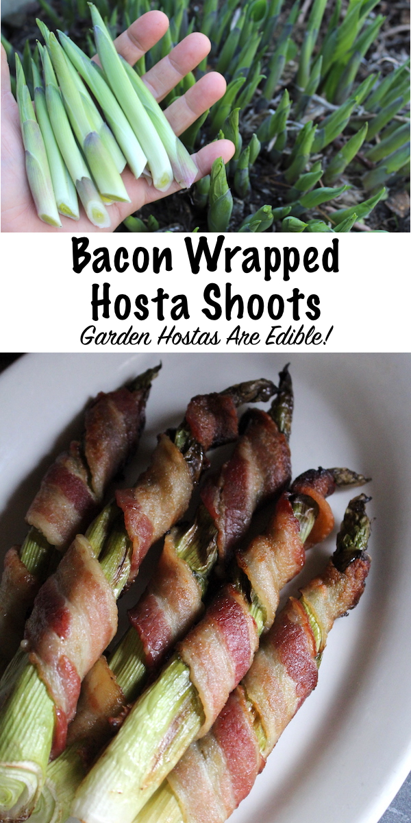 Bacon Wrapped Hosta Shoots ~ Hostas are edible plants, and the spring shoots are especially tasty. They're a bit like a cross between asparagus and leeks, and they're perfect wrapped in bacon!
