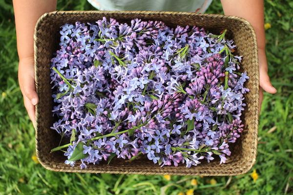 A basket of edible lilac flowers