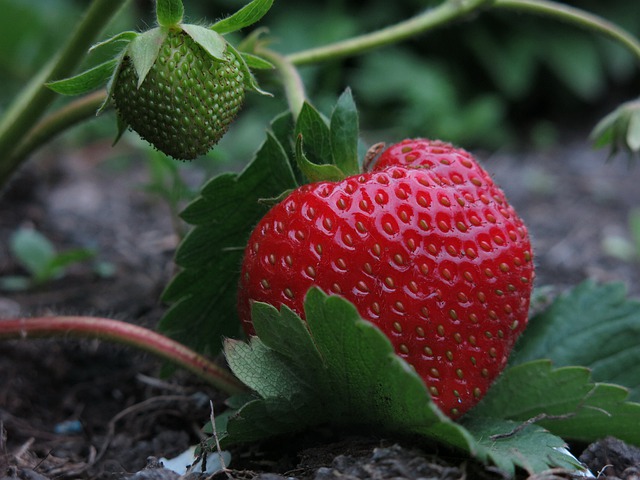 small strawberry on the vine