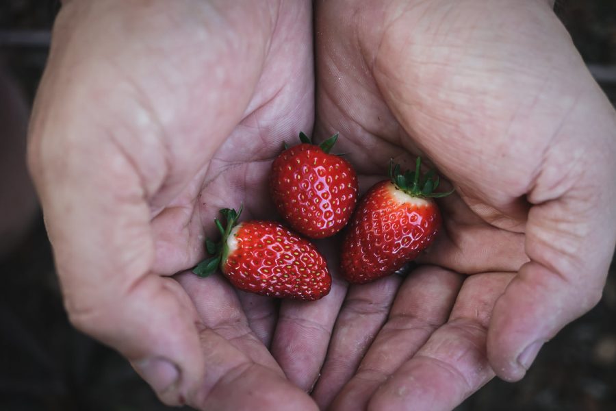 Hands hold three small ripe berries.