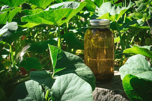 Sun tea brewing outdoors in the garden