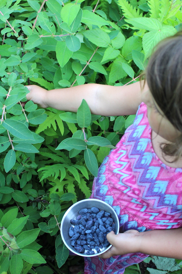 My young children picking haskaps for ice cream (honeyberries).