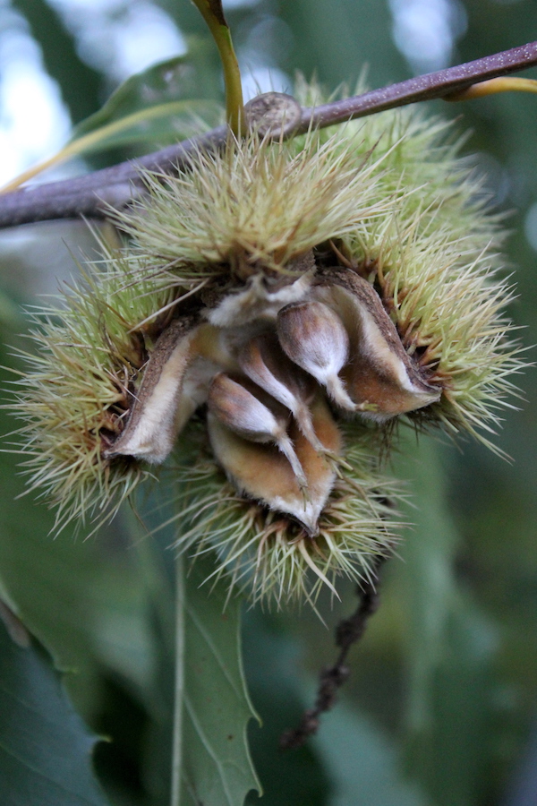 Fresh Wild Chestnuts on the Tree