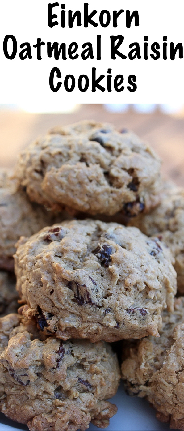 Einkorn Oatmeal Raisin Cookies Recipe #oatmealraisin #oatmealraisincookies #cookierecipe #bakingrecipe #einkornflour #einkorn