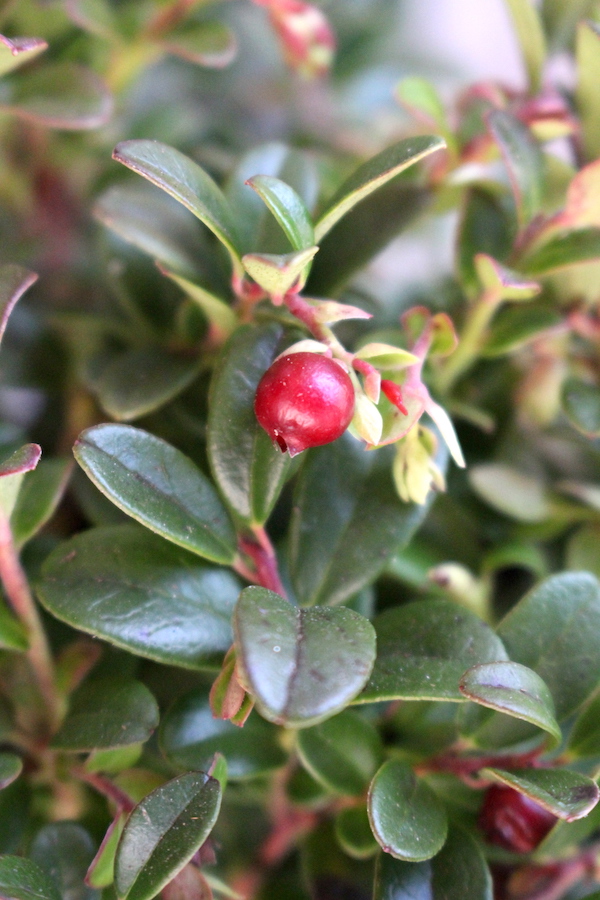 Homegrown Lingonberries