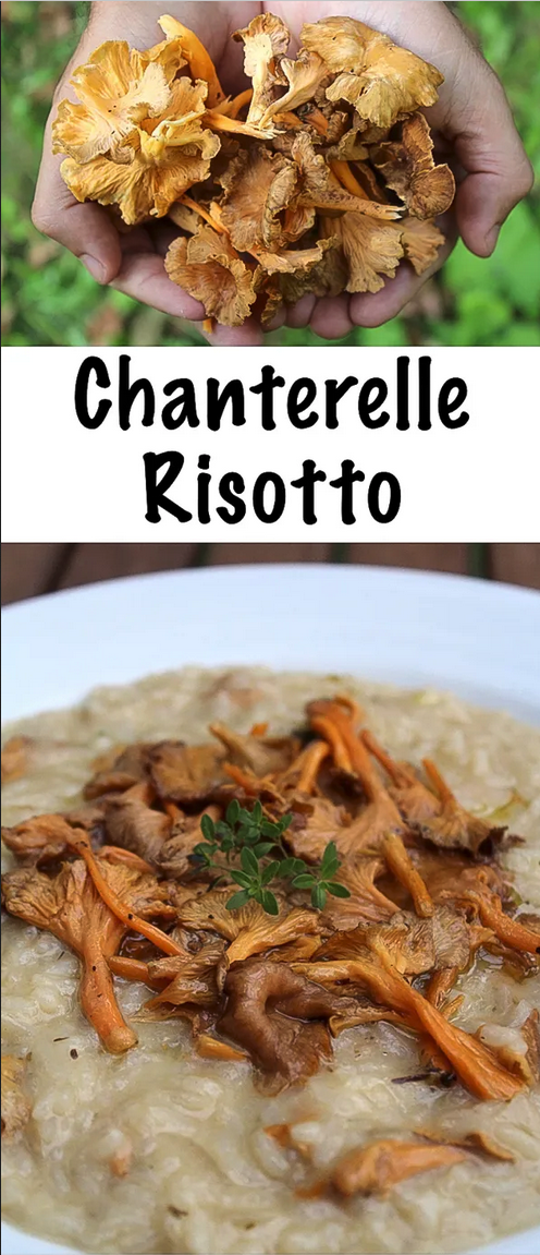 Chanterelle Risotto