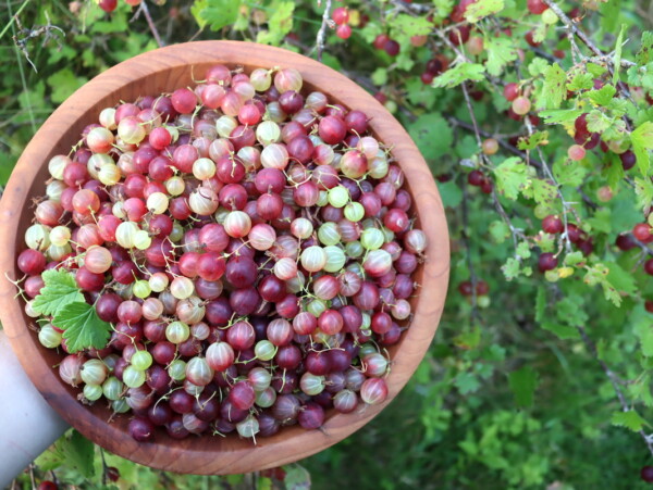 Gooseberry Recipes