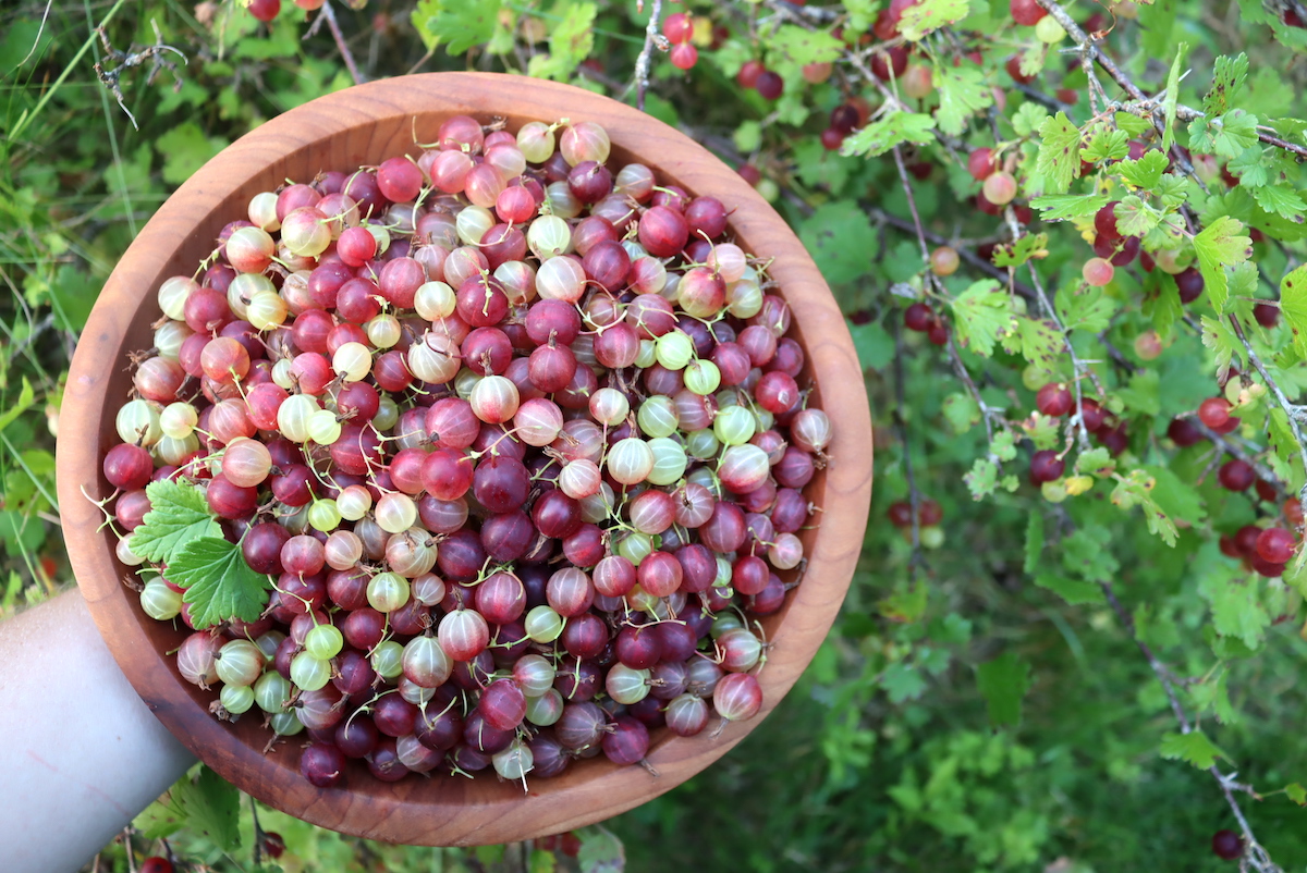 Gooseberry Recipes