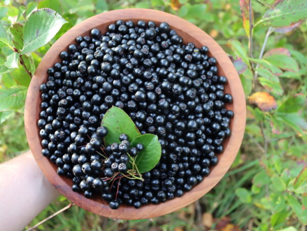 Aronia Fruit Harvest