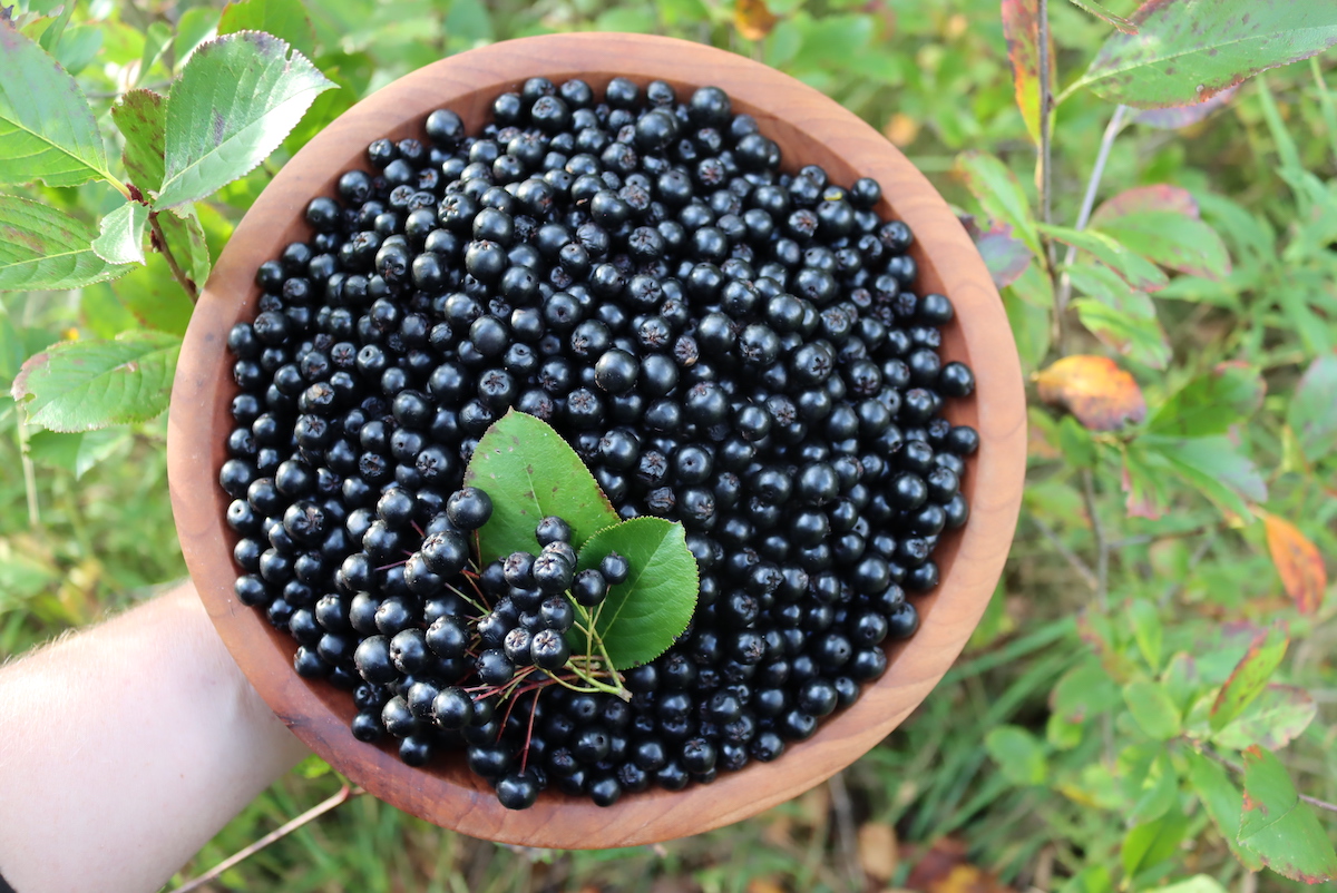 Aronia Fruit Harvest