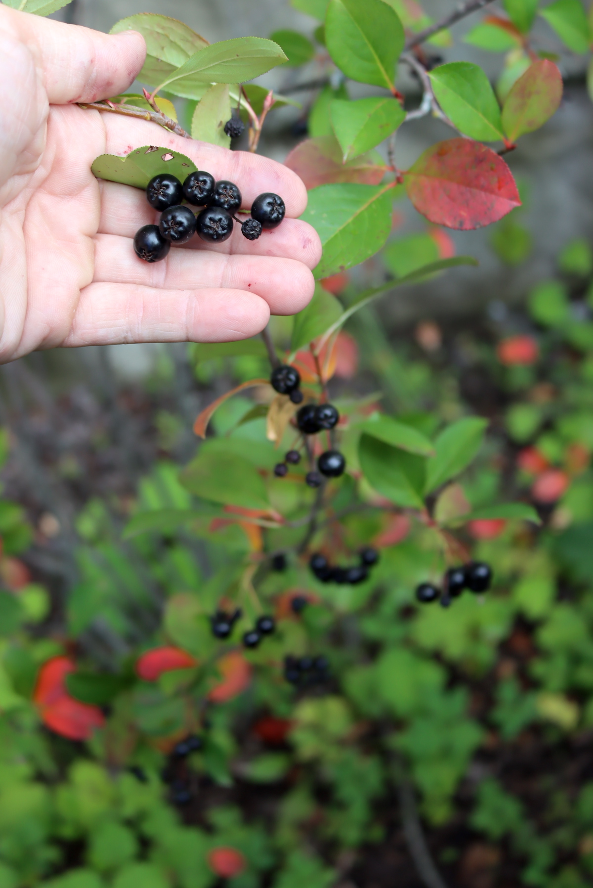 Aronia Berries