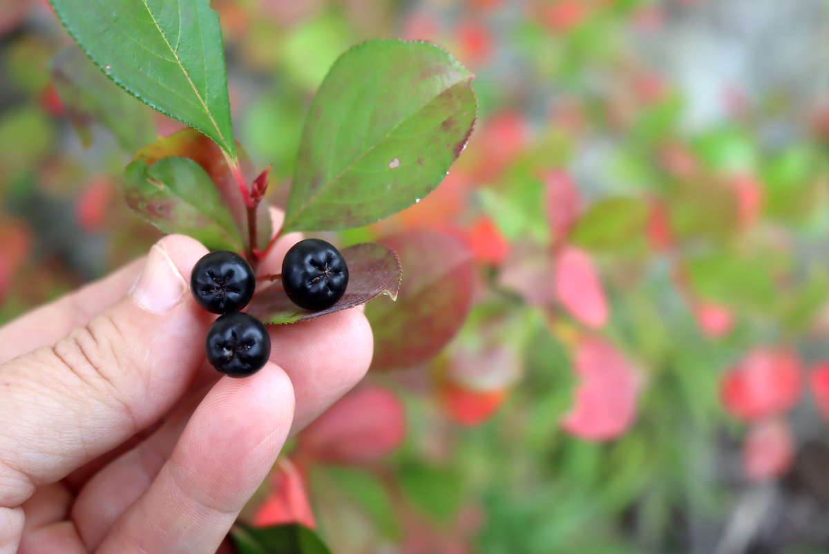 Aronia Fruit