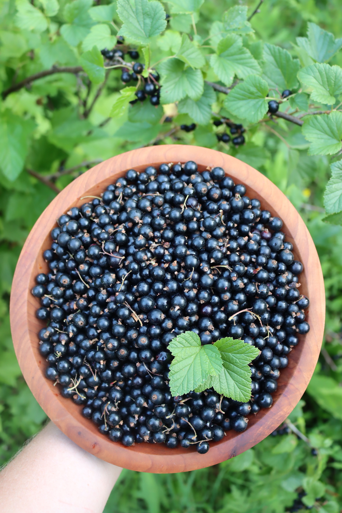 Black Currants