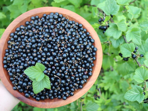 Black Currants