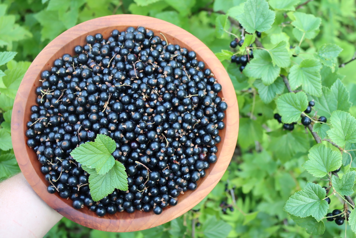 Blackcurrant and cassis jelly with berries