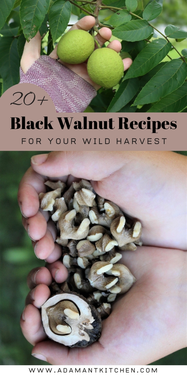 Black Walnut Recipes