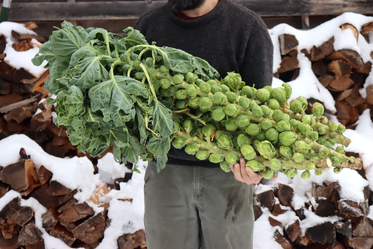 Brussels Sprout Harvest