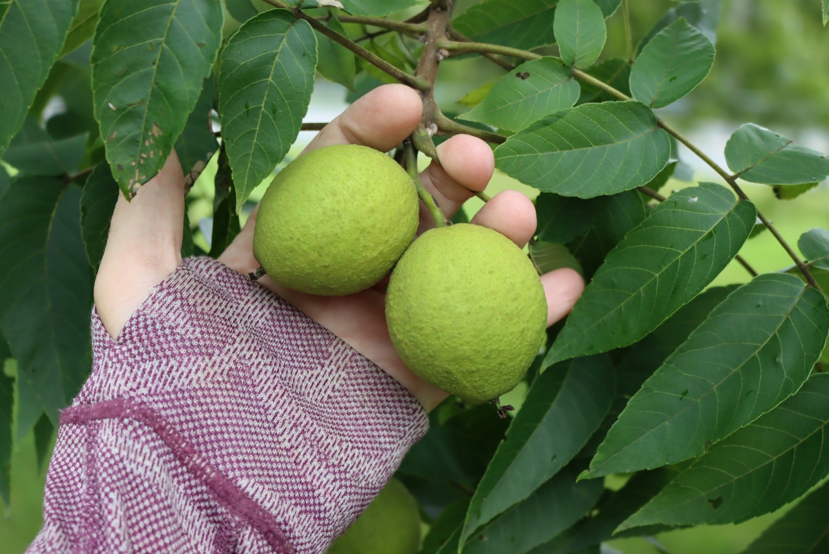 Foraging Black Walnuts