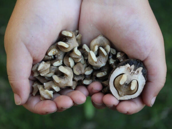 Black Walnuts