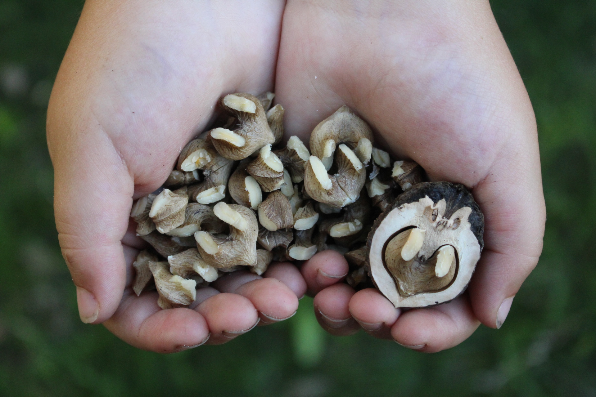 Black Walnuts