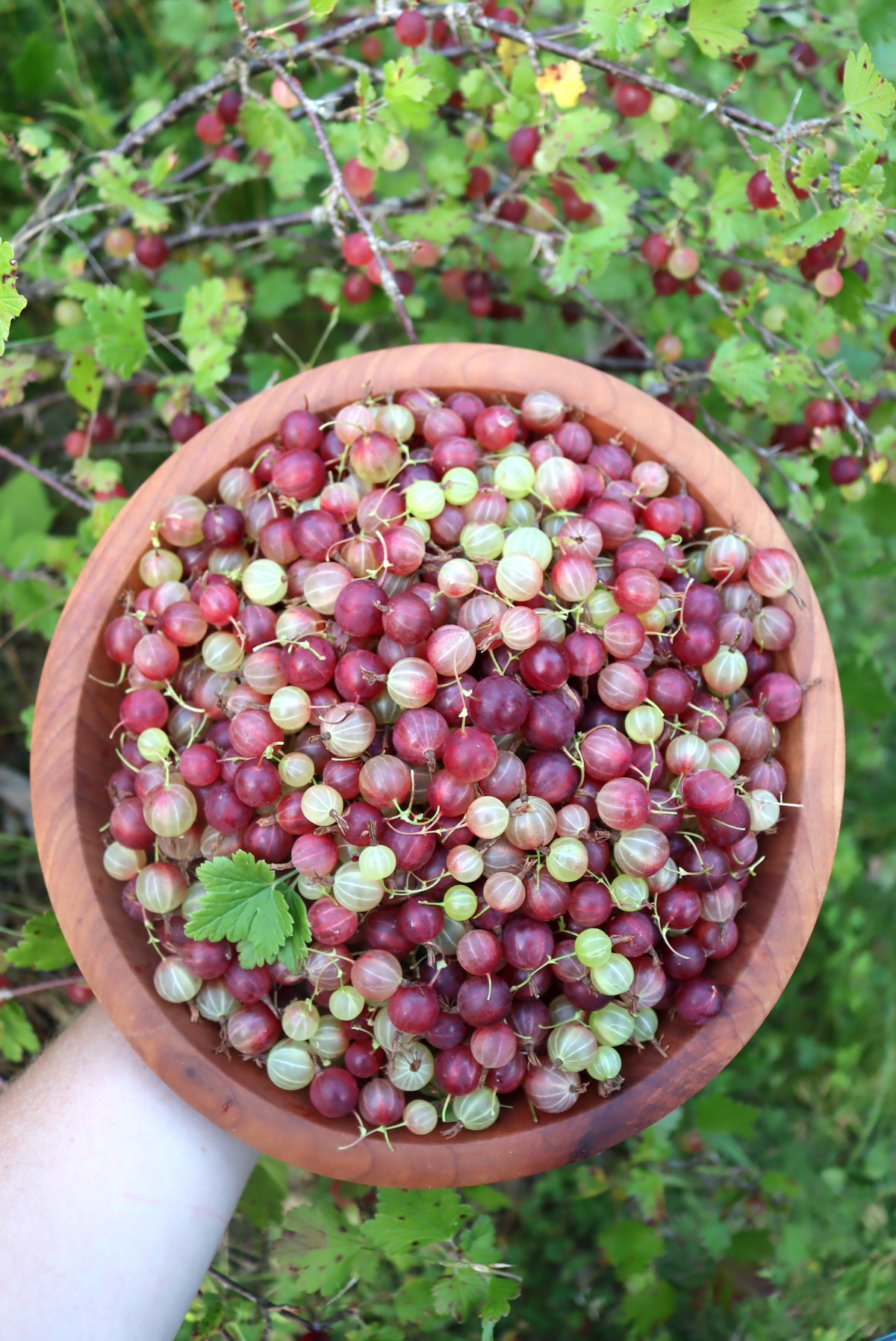 Gooseberries