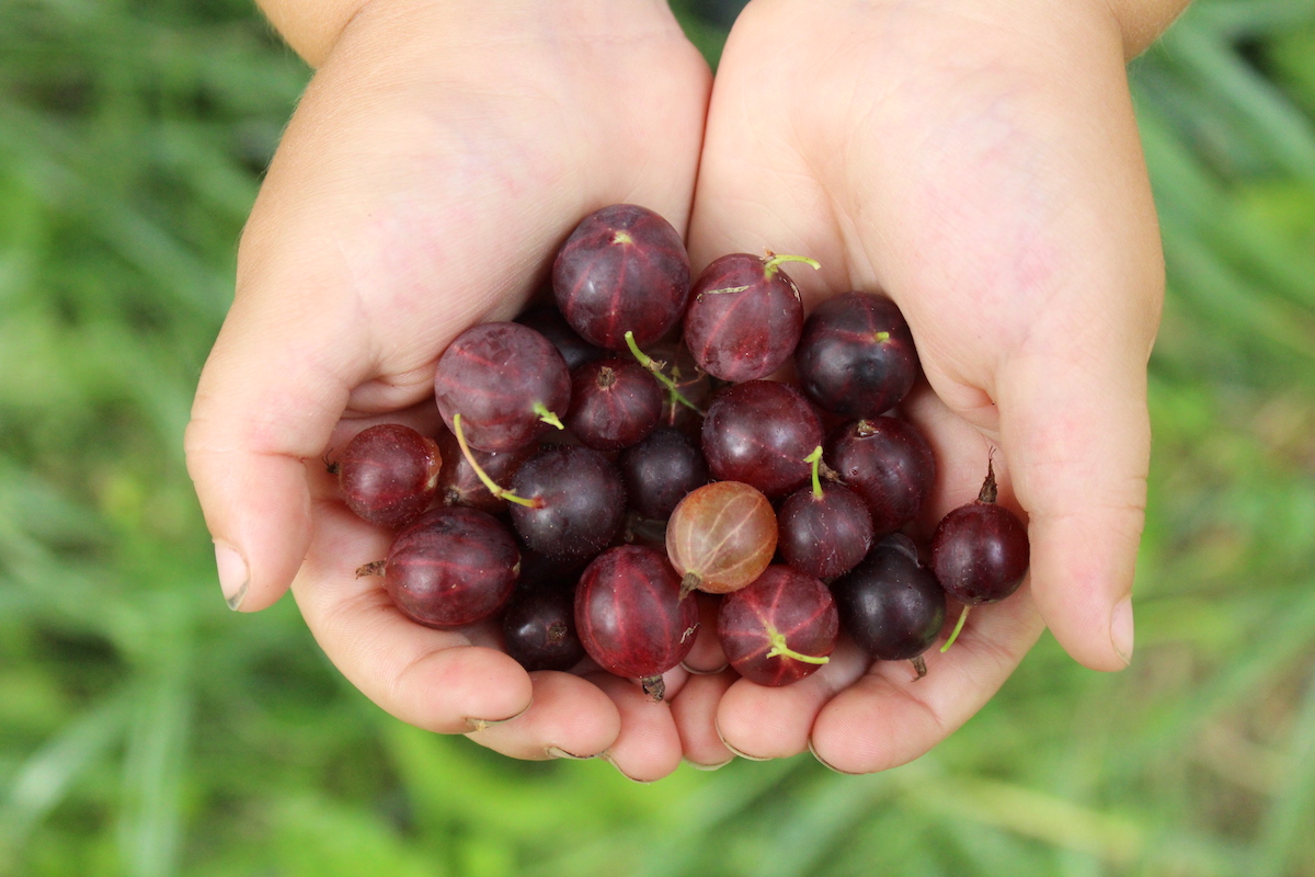 Handful of Gooseberries