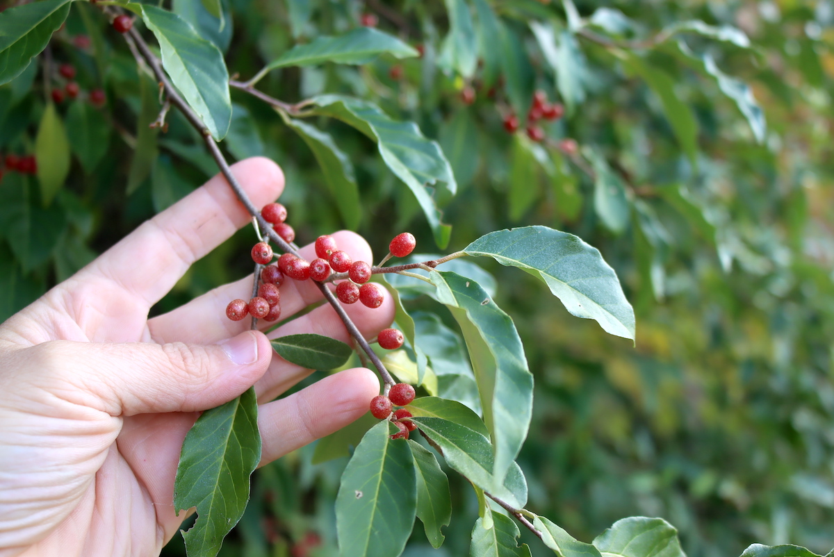 Autumn Olive Fruit