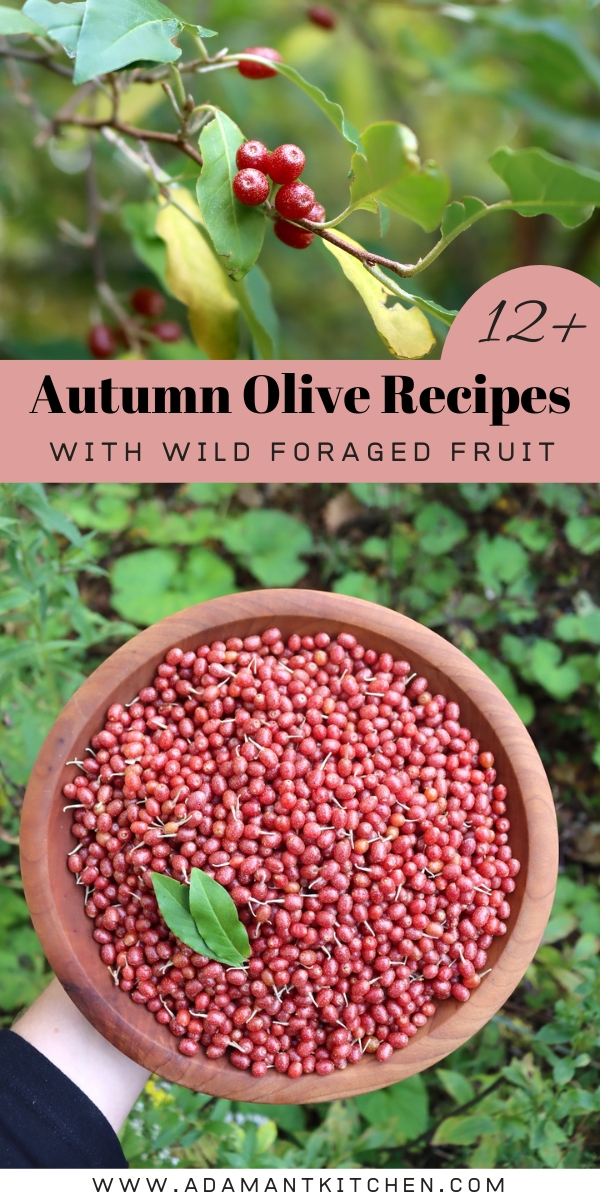 Autumn Olive Recipes
