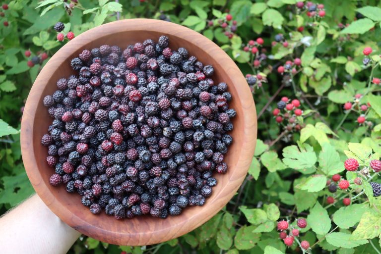 30 Black Raspberry Recipes Adamant Kitchen   Black Raspberries 2 768x513 