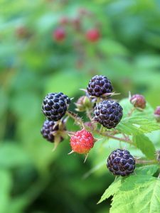 30 Black Raspberry Recipes Adamant Kitchen   Black Raspberry 3 225x300 