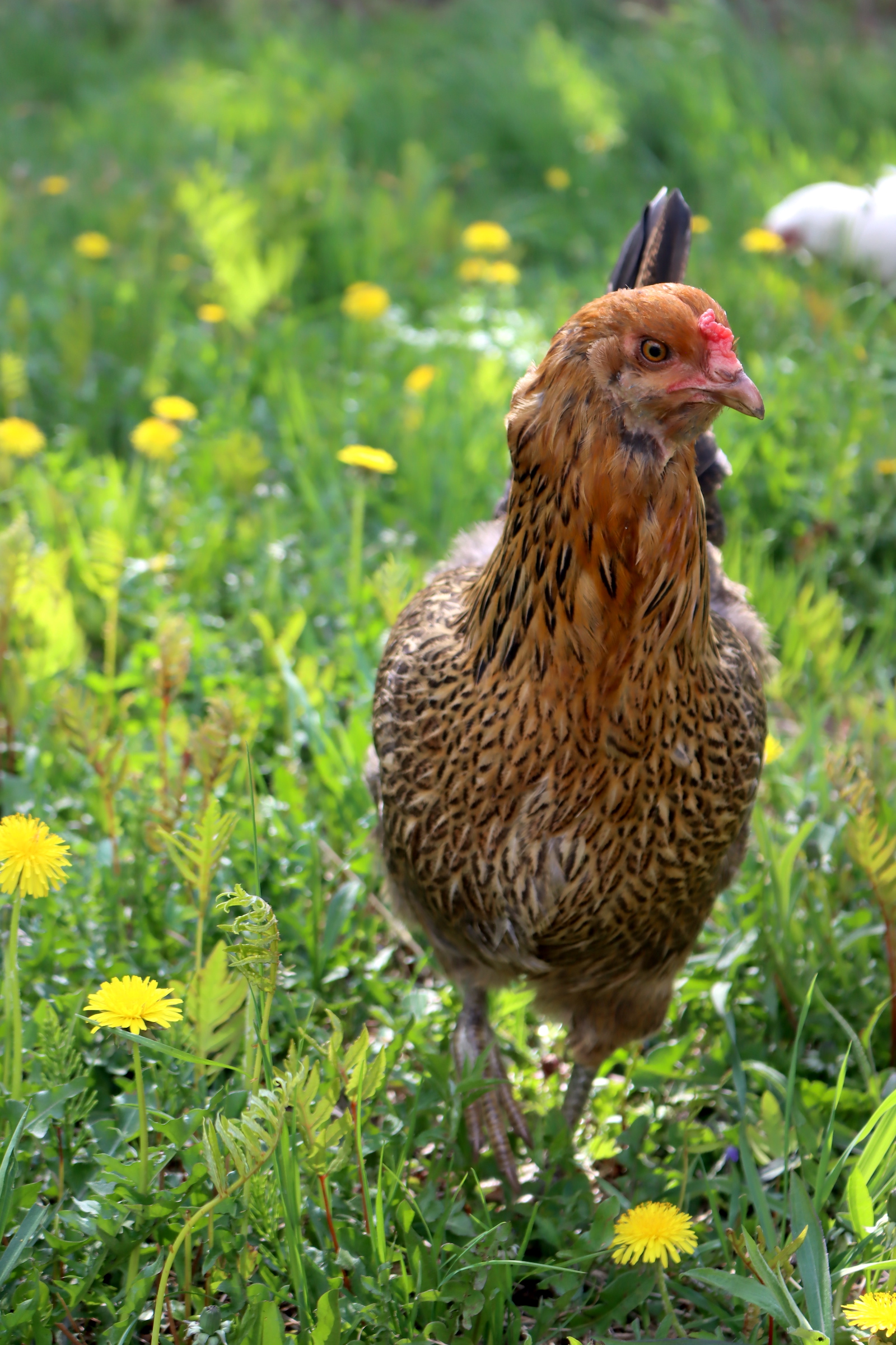 Dandelion Fed Chicken