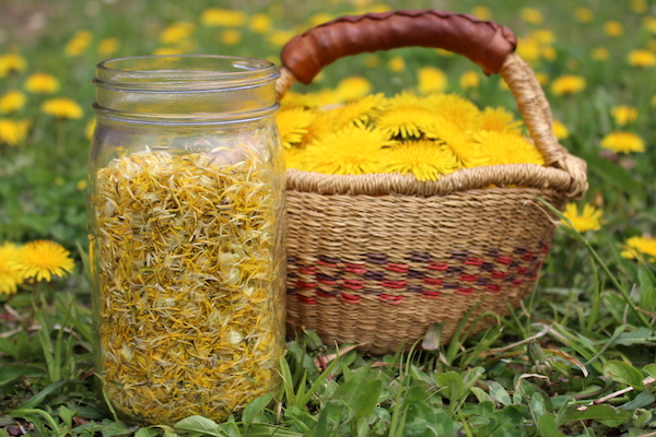 Dandelion Flowers for Recipes