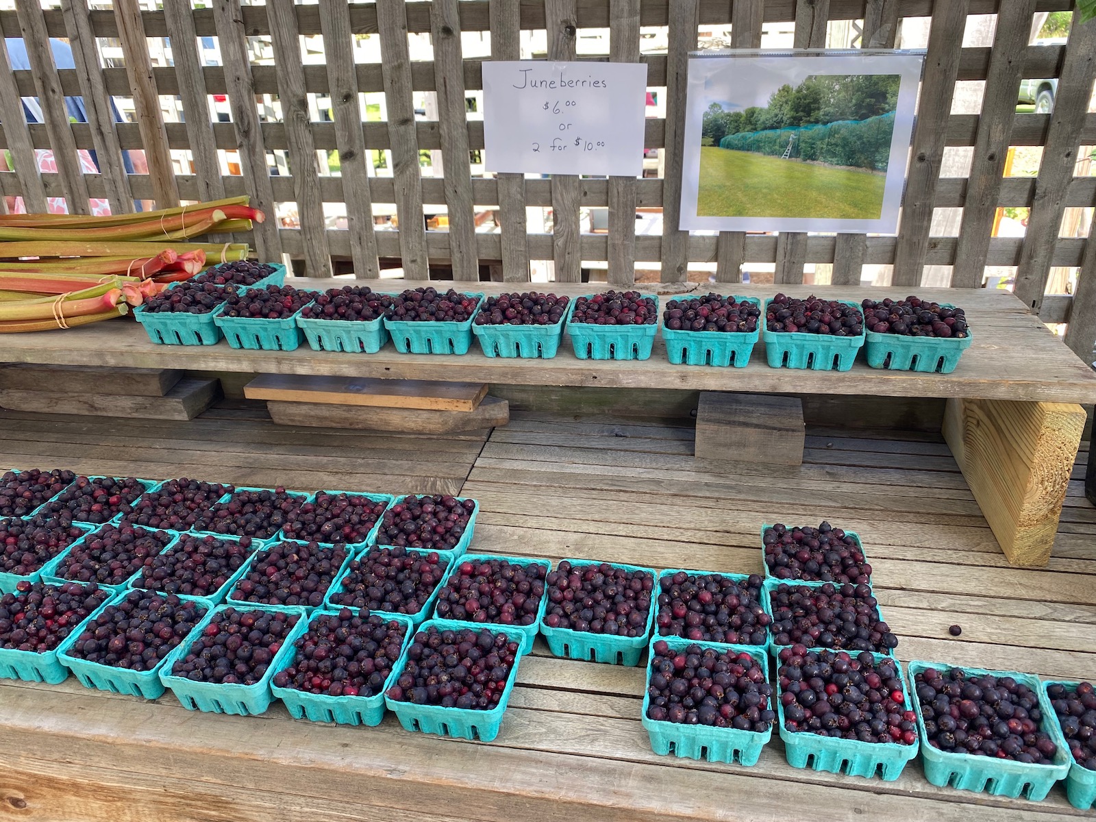 Farmers Market Saskatoons