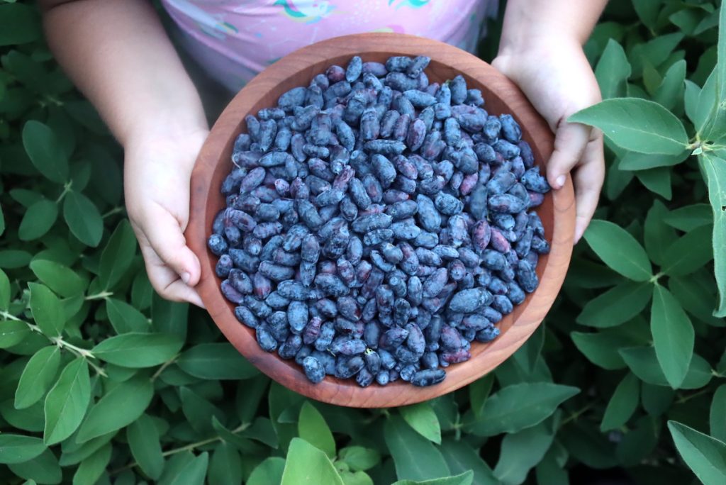 30+ Honeyberry Recipes (Haskap Fruit) Adamant Kitchen