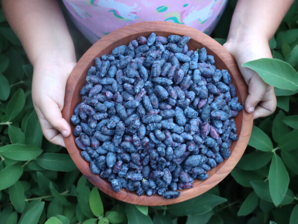 Honeyberries or Haskap Fruit