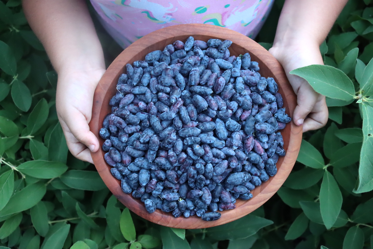 Honeyberries or Haskap Fruit