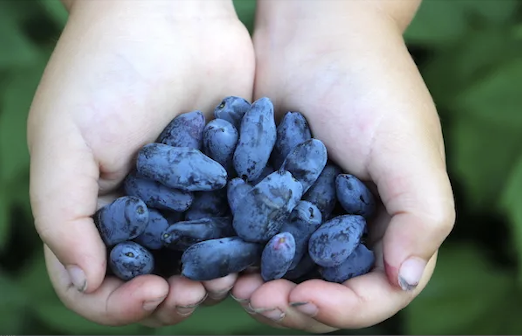 Honeyberry Fruit