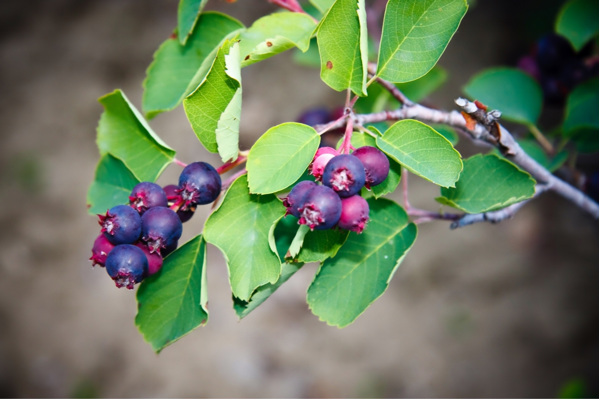 Saskatoon Fruit