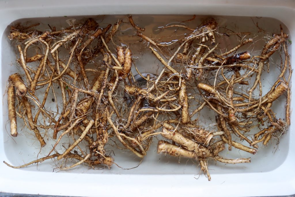 Dandelion Roots Rotting Dandelion Root Cake (Like Carrot Cake) - Adamant Kitchen