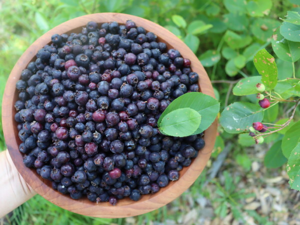 saskatoon berry