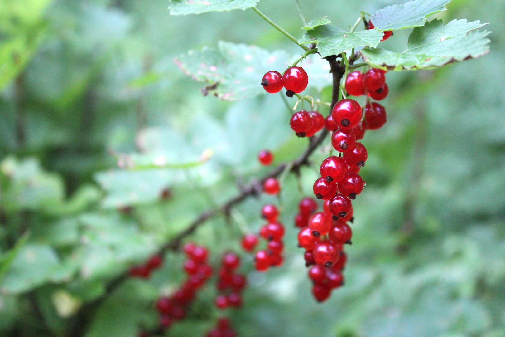 Red Currant Cluster
