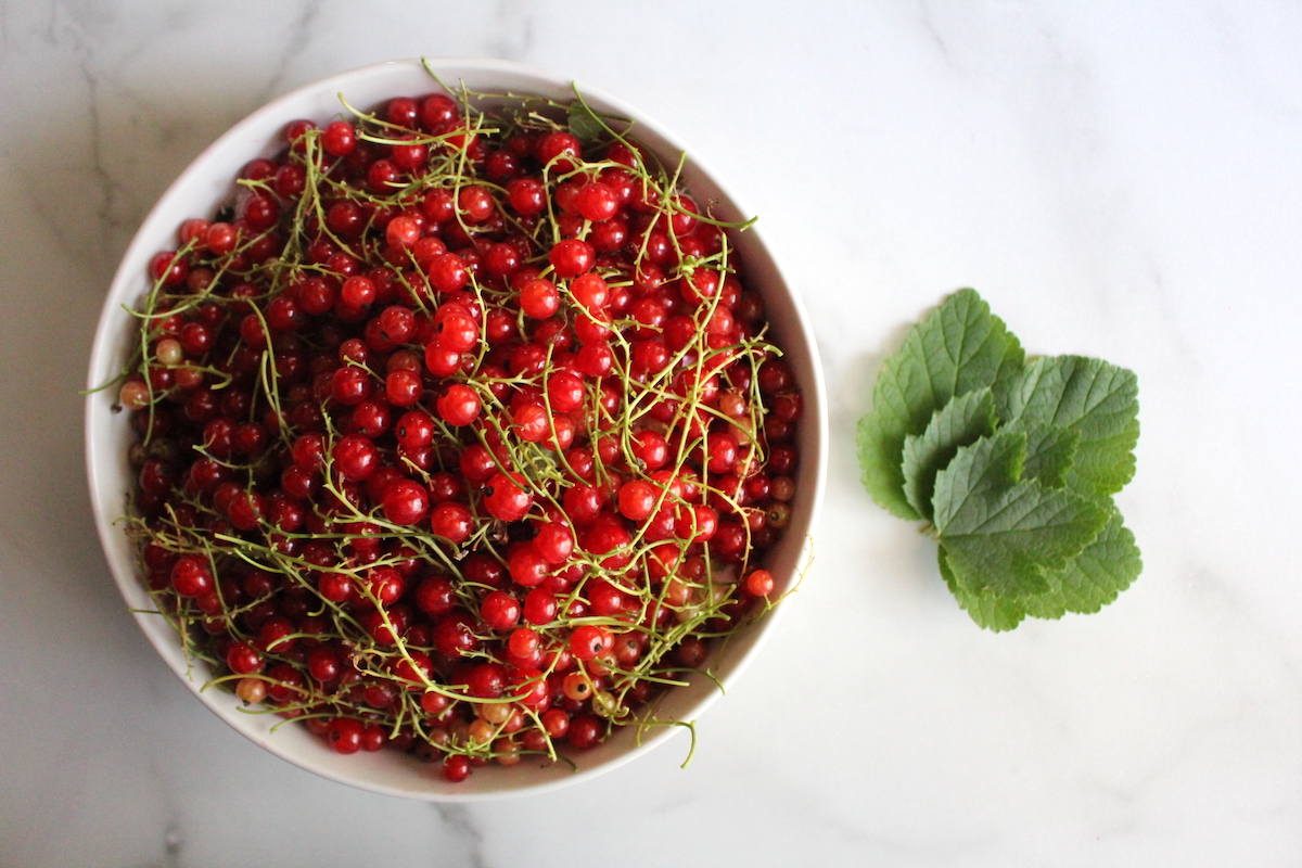 Red berries in summer - red currant bushes, raspberries, blackcurrant