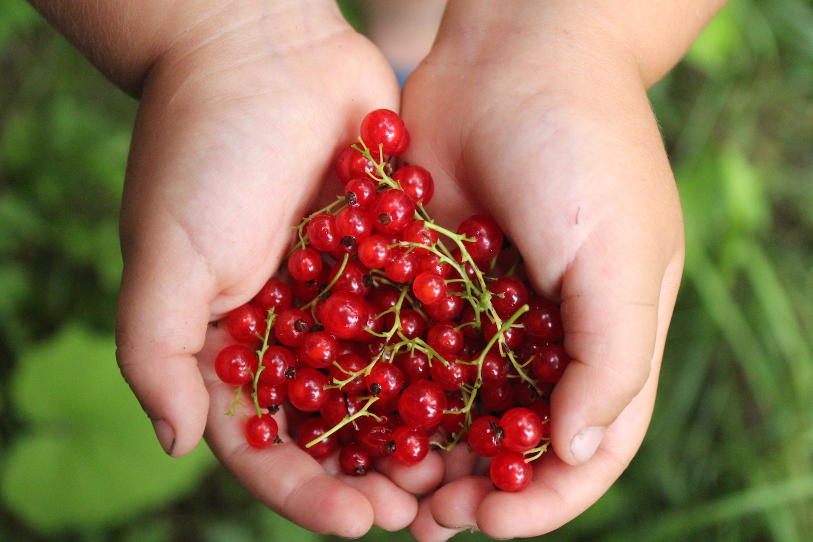 Red Currants