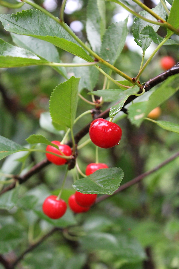 Ripe Sour Cherries