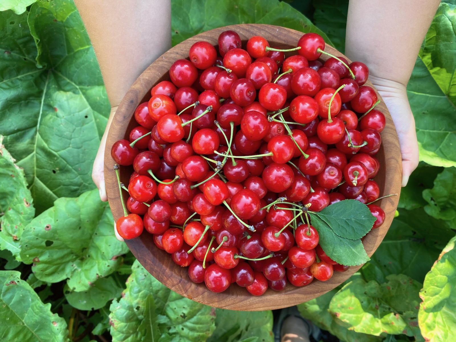 Dark Sweet & Red Tart Cherries