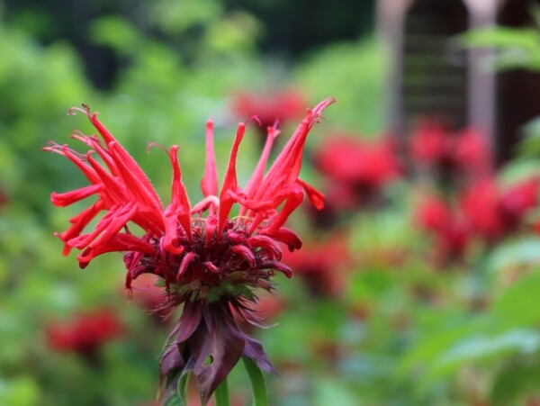 Bee Balm Flowers