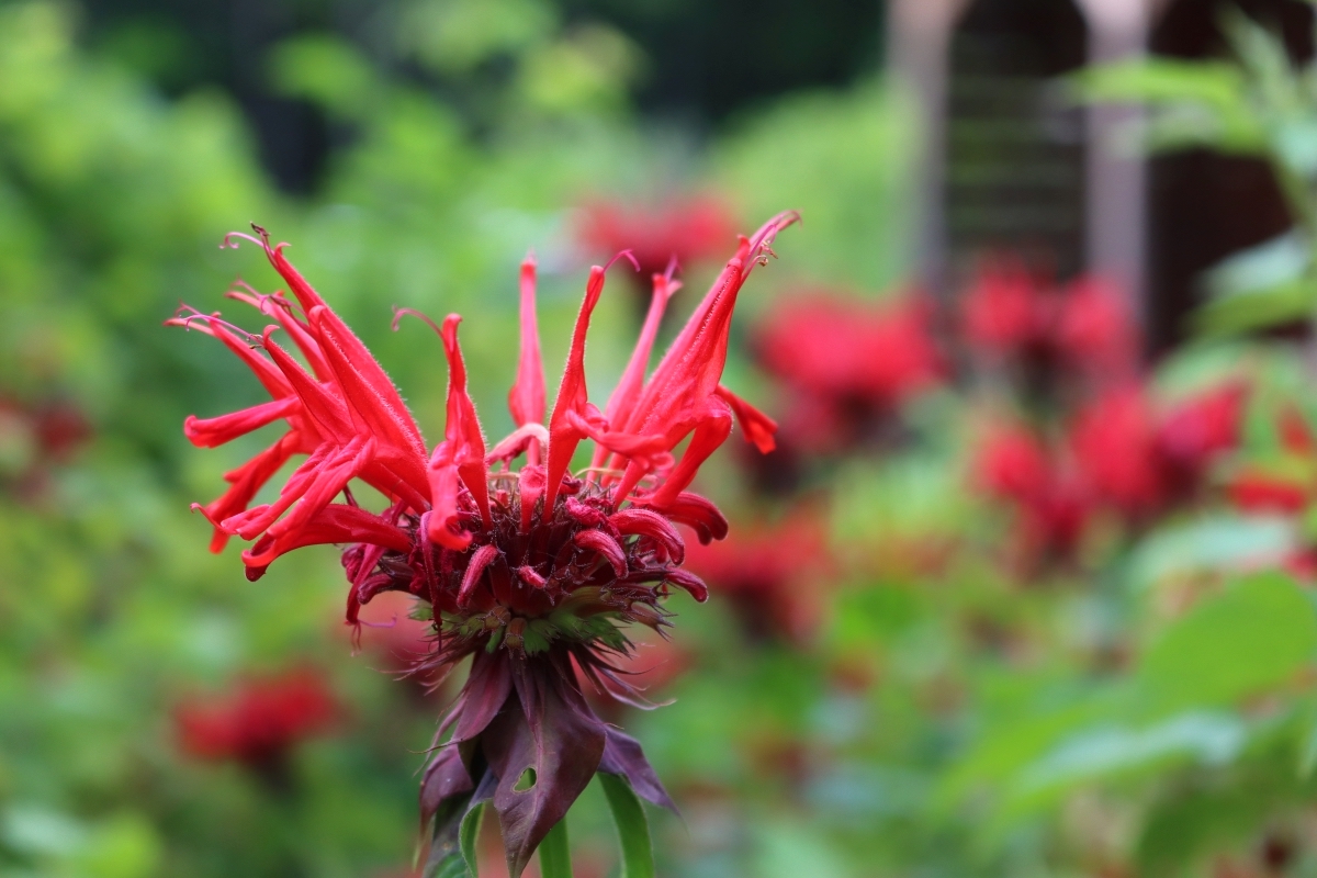 Bee Balm Flowers